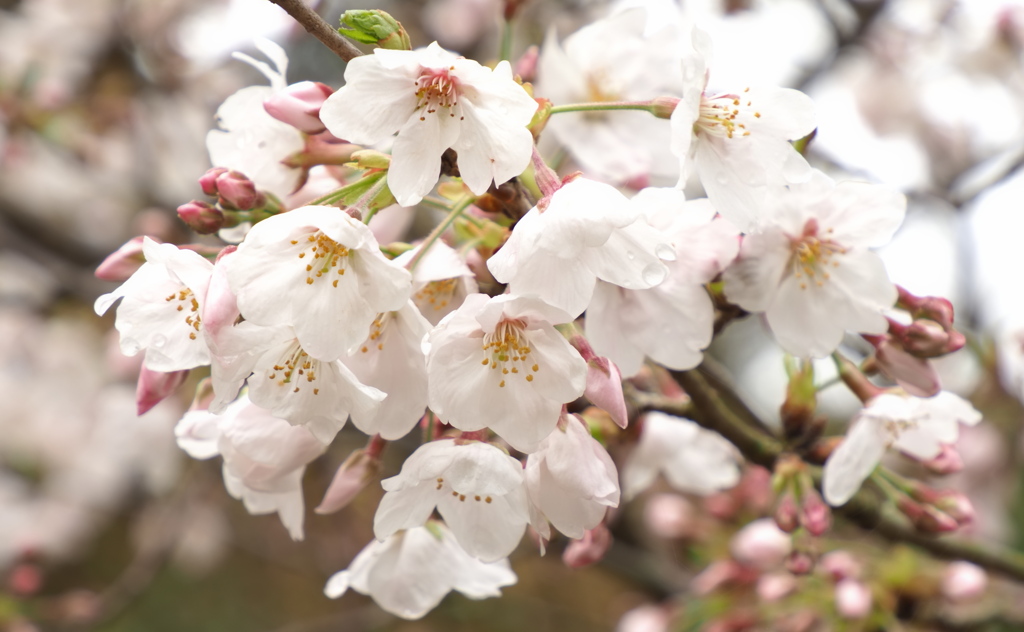 SAKURA