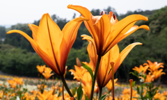 Orange Lily