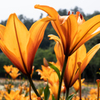 Orange Lily