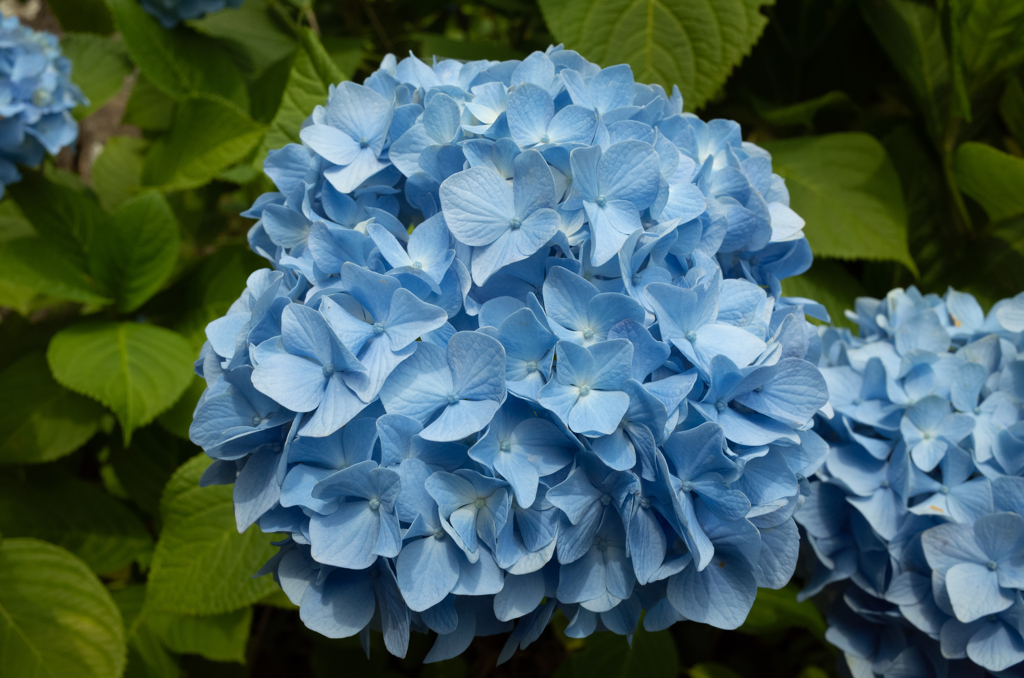 紫陽花ブルー