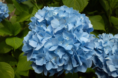 紫陽花ブルー