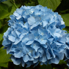 紫陽花ブルー