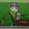 田んぼアート_2