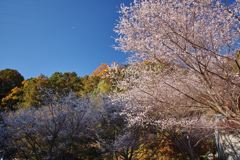 紅葉と桜と青空と飛行機と…