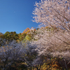 紅葉と桜と青空と飛行機と…
