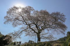 塩元牛代の江戸彼岸