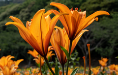 Orange Lily