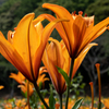 Orange Lily