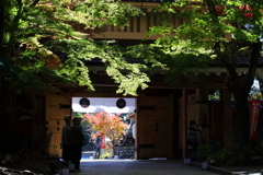紅葉イマ2