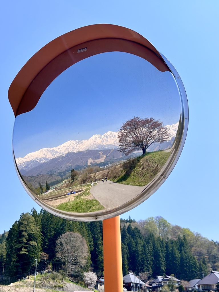 野平の一本葉桜