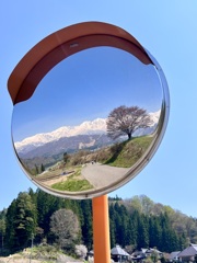 野平の一本葉桜