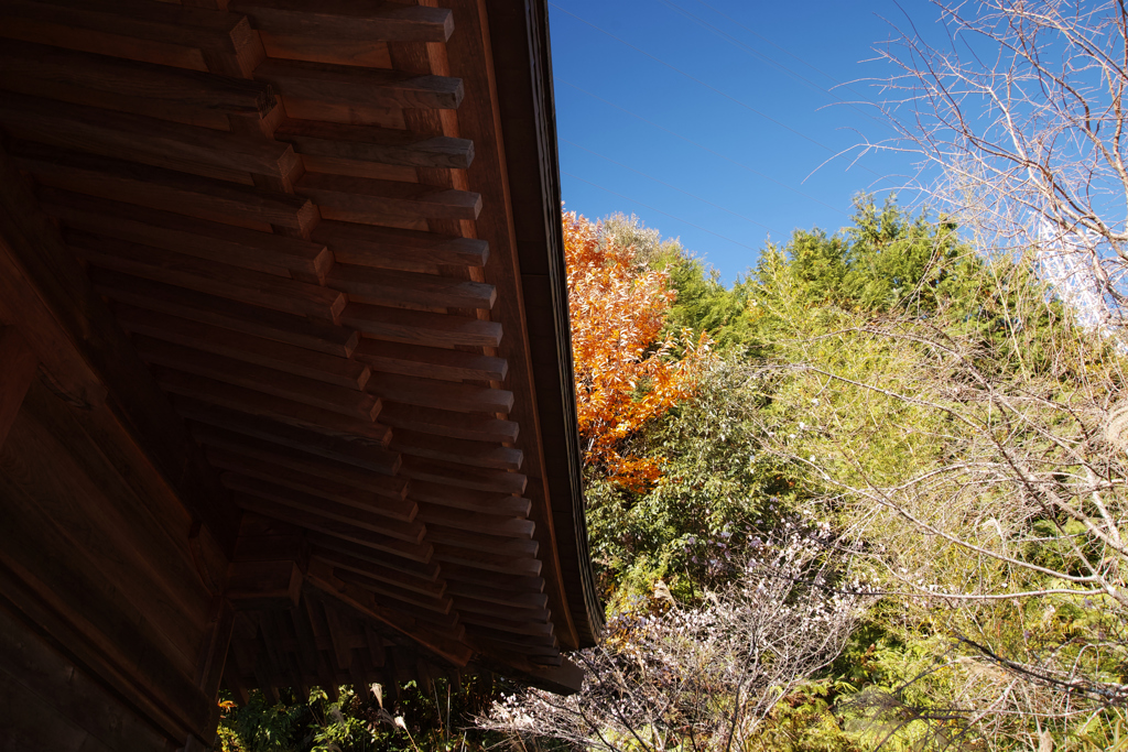 紅葉と緑と桜と寺院の軒先