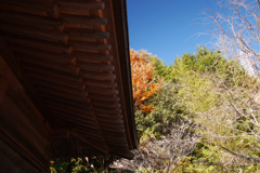 紅葉と緑と桜と寺院の軒先