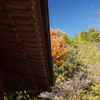紅葉と緑と桜と寺院の軒先