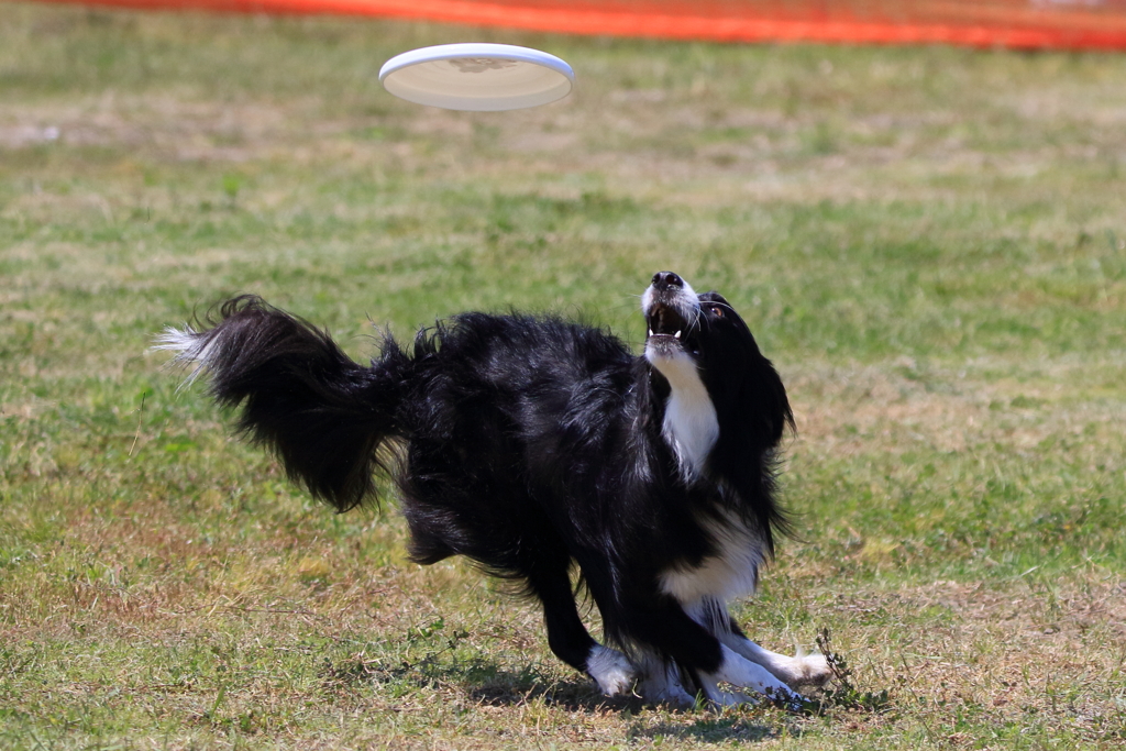 Disc Dog 3