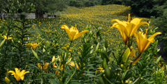 Yellow Lilies 