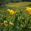 Yellow Lilies 