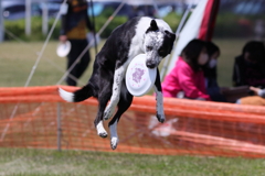 Disc Dog 5