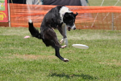 Disc Dog 1