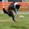 Disc Dog 1