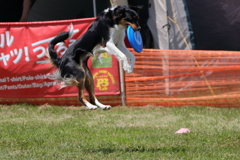 Disc Dog 2