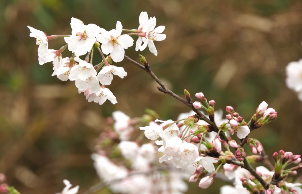 SAKURA