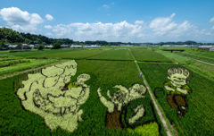 田んぼアート