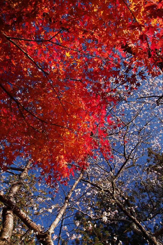 紅葉と桜と…2