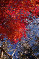 紅葉と桜と…2