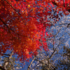 紅葉と桜と…2