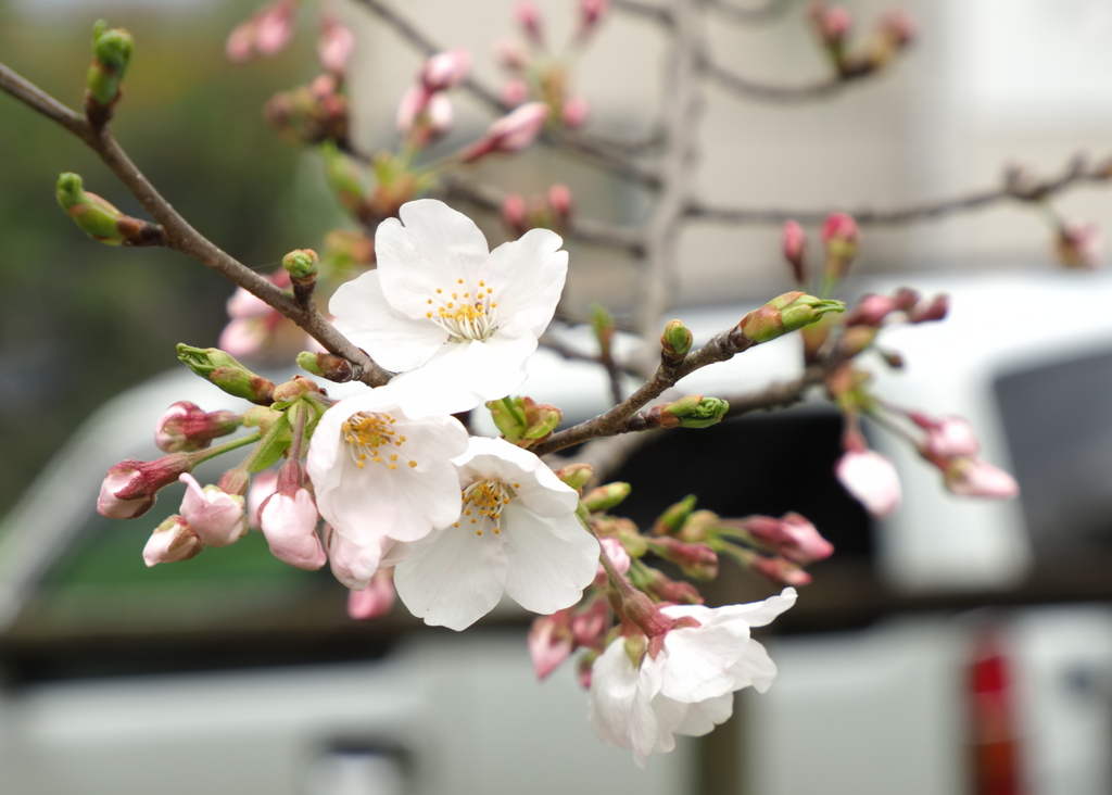 SAKURA