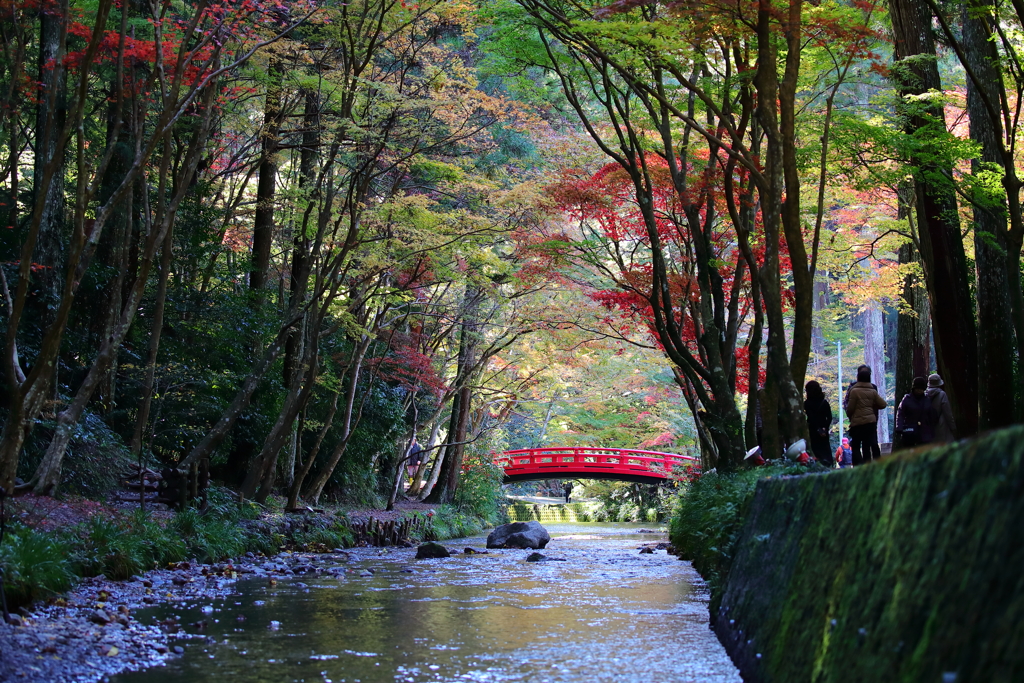 紅葉イマイチ