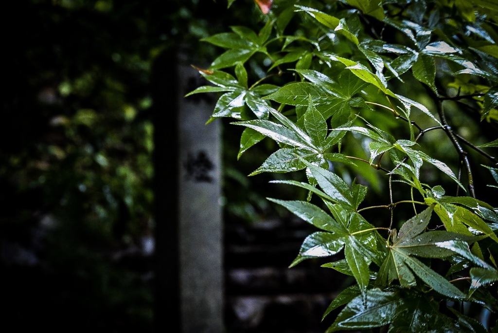 梅雨の楓