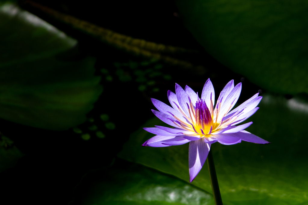 spot light