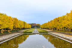 国営昭和記念公園の秋