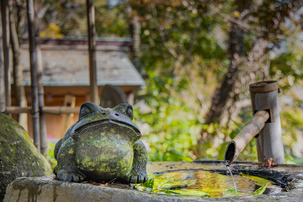 手水鉢のカエル