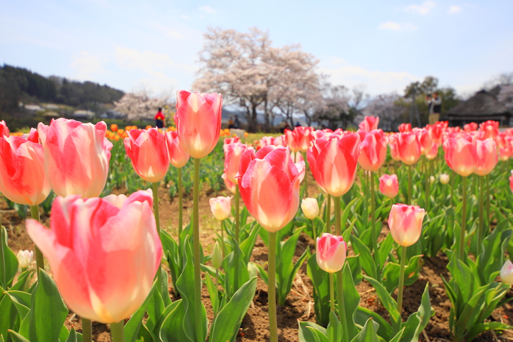 咲いた～♪咲いた～♪