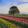 チューリップ祭り2018