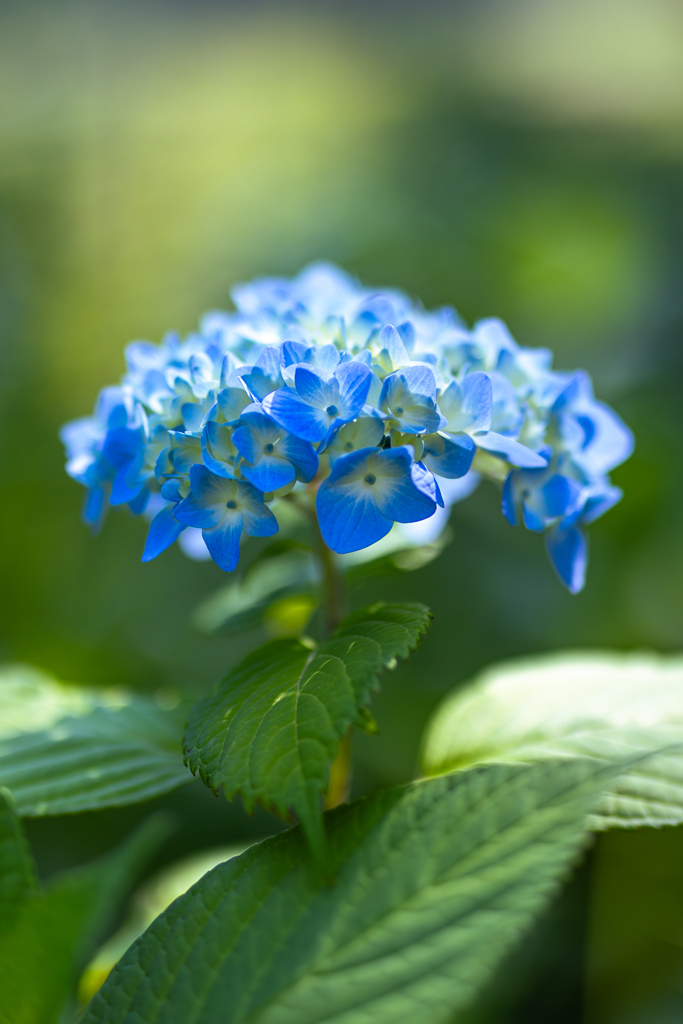 Blue & Green