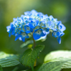 Blue & Green
