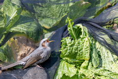 野菜泥棒現る！