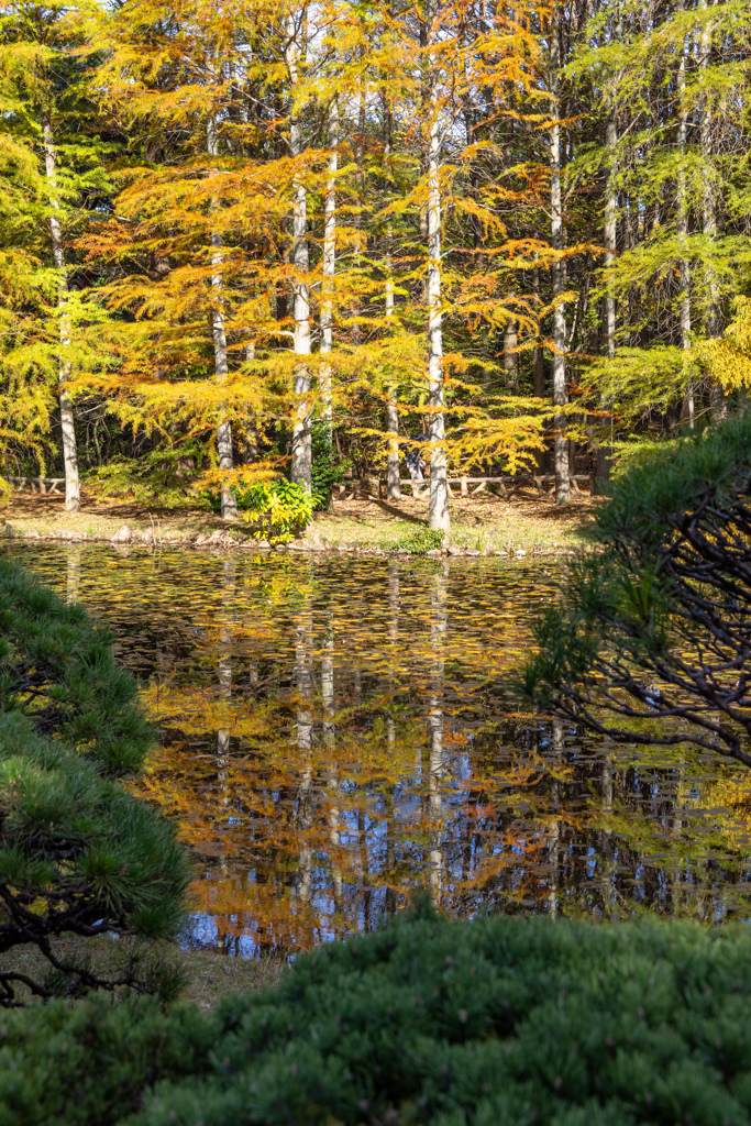 Autumn reflection