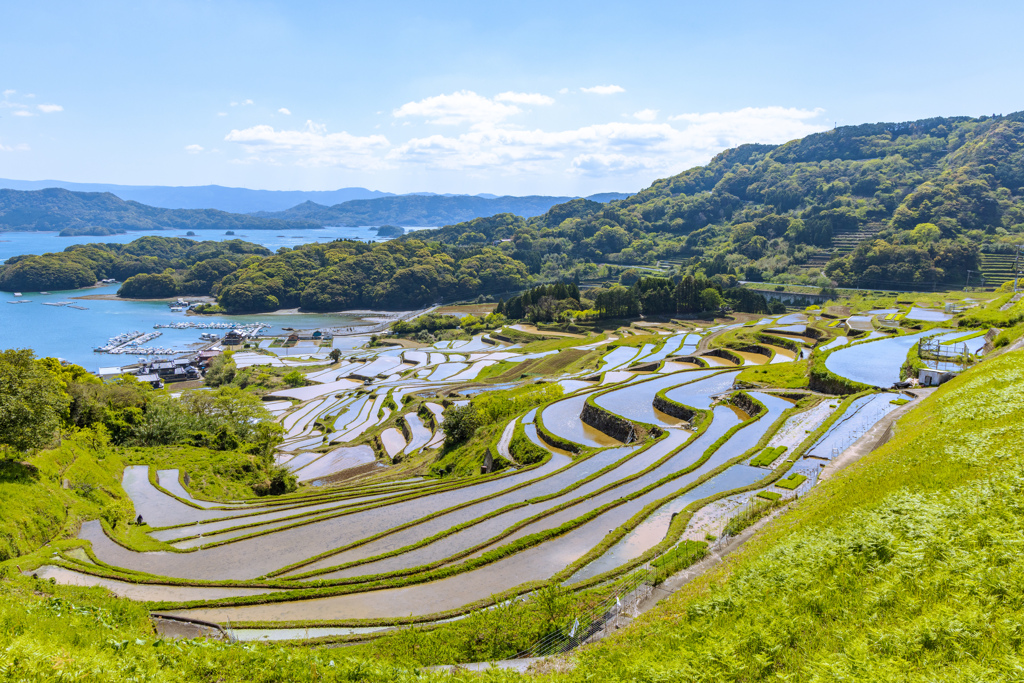 大浦の棚田