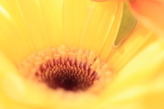 Yellow crown