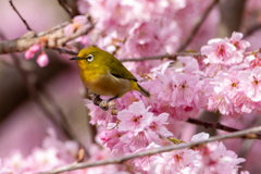 メジロ with 河津桜