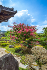 父が愛した百日紅