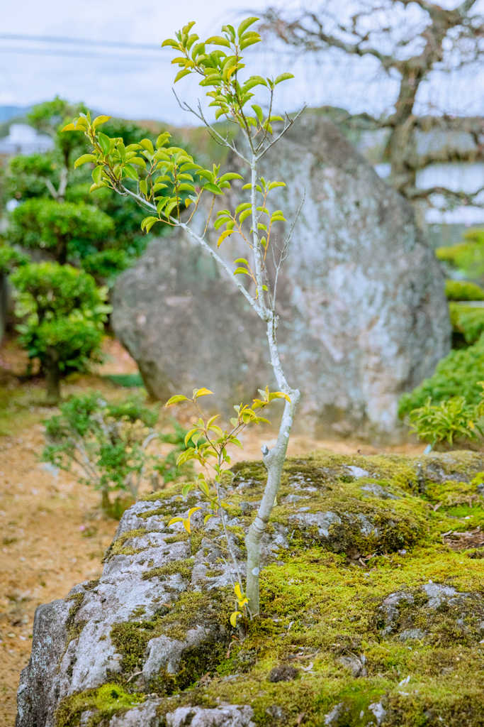 石の上にも２０数年