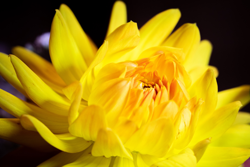 beautiful yellow monster