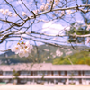 校庭の桜