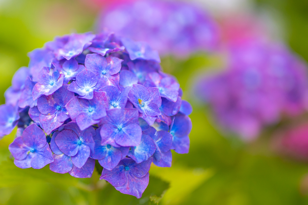紫陽花